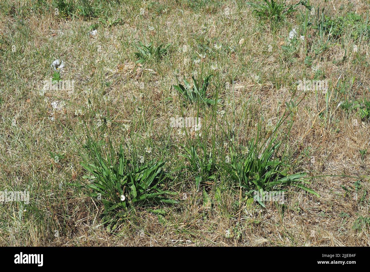 ribwort plantain, Spitzwegerich, Plantain lancéolé, Plantago lanceolata, lándzsás útifű, Budapest, Hungary, Magyarország, Europe Stock Photo