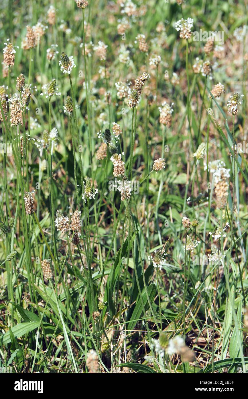 ribwort plantain, Spitzwegerich, Plantain lancéolé, Plantago lanceolata, lándzsás útifű, Budapest, Hungary, Magyarország, Europe Stock Photo