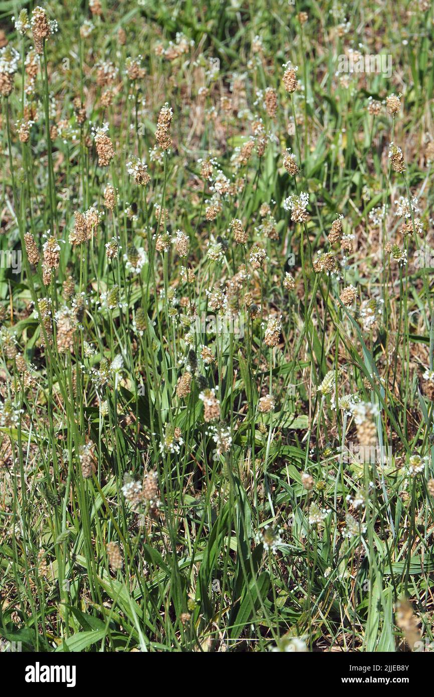 ribwort plantain, Spitzwegerich, Plantain lancéolé, Plantago lanceolata, lándzsás útifű, Budapest, Hungary, Magyarország, Europe Stock Photo