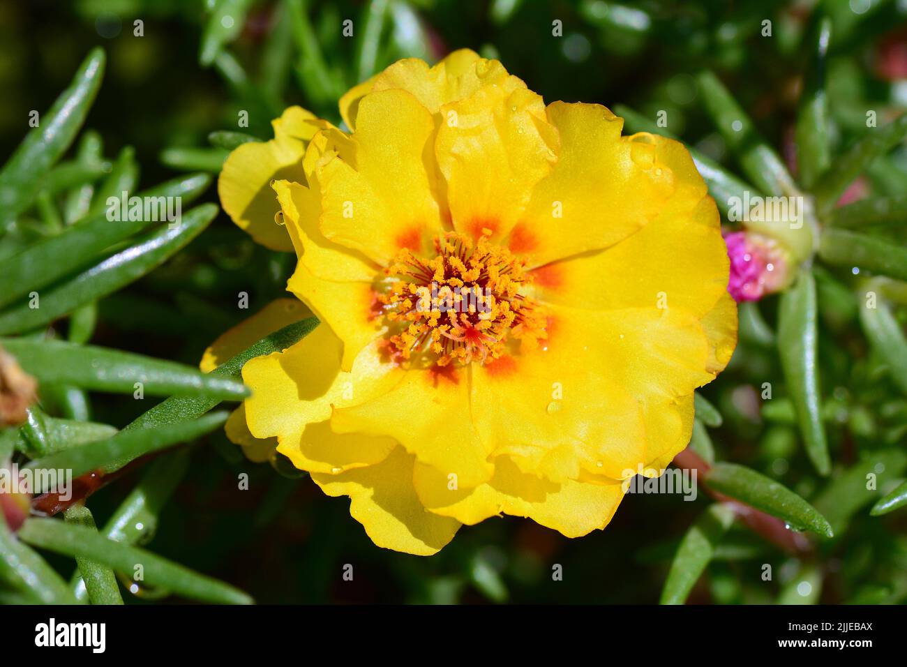 rose moss, moss rose, Portulakröschen, chevalierd'onzeheures