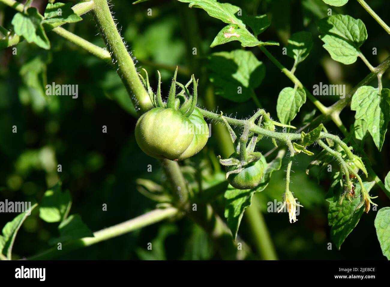 Tomato, Tomate, Paradeiser, Solanum lycopersicum, paradicsom, Budapest, Hungary, Magyarország, Europe Stock Photo
