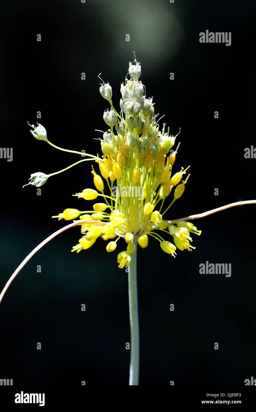 small yellow onion, yellow-flowered garlic, Gelber Lauch, Ail jaune, Allium flavum, sárga hagyma, Budapest, Hungary, Magyarország, Europe Stock Photo