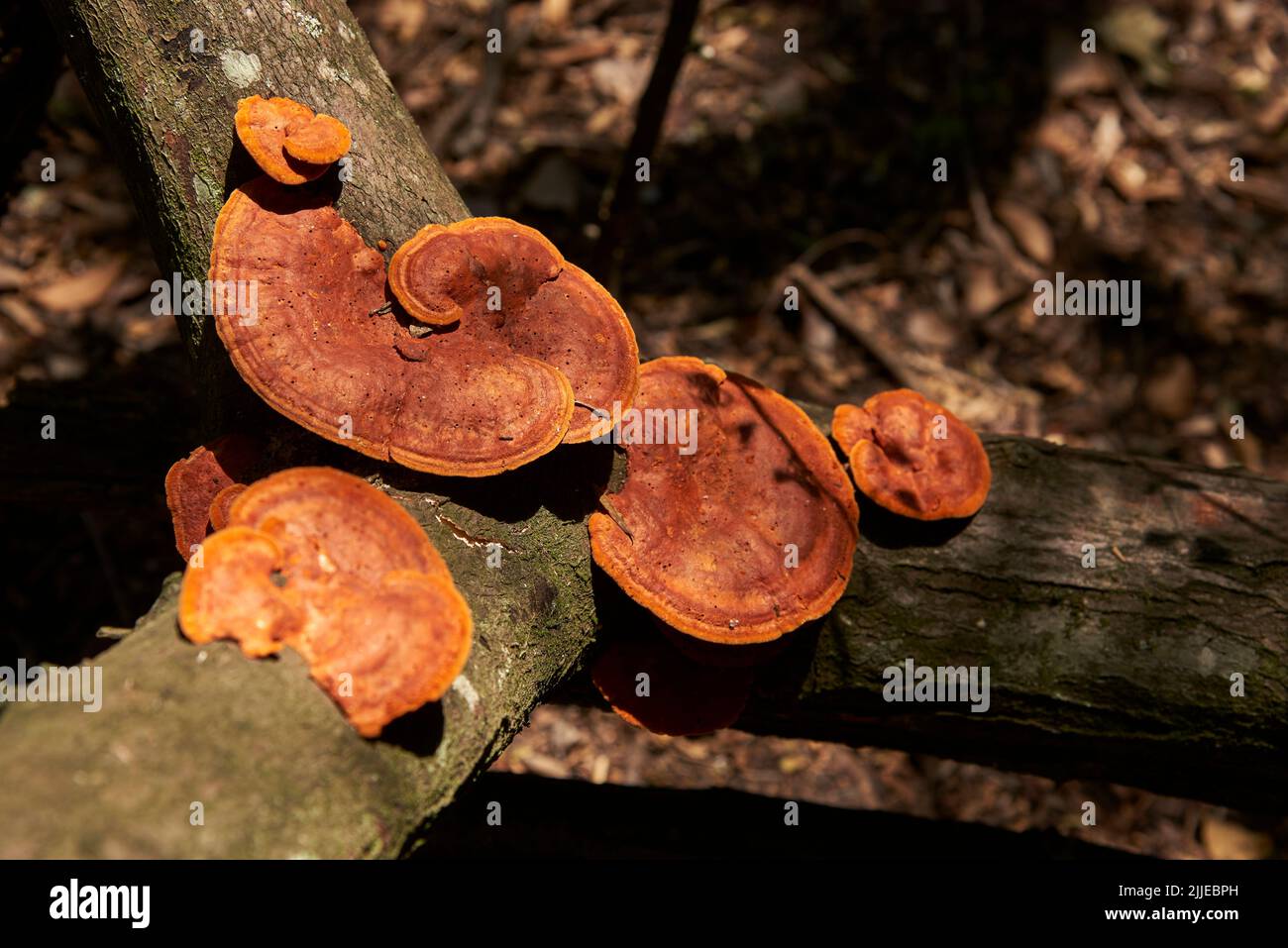 Pycnoporus sanguineus, known as shelf fungus, on the trunk of a fallen tree in El Palmar National Park, Entre Rios, Argentina Stock Photo