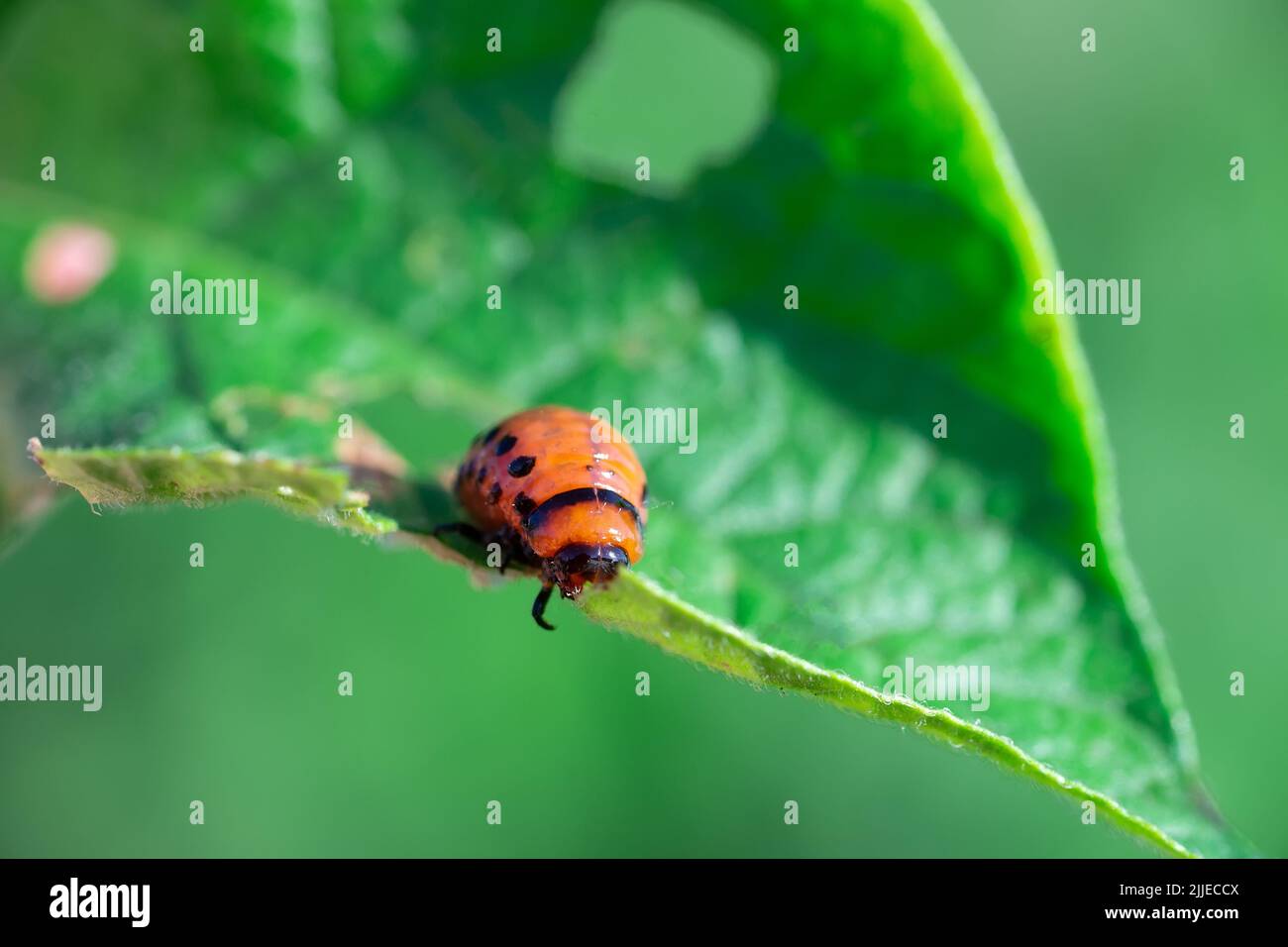 One larva of a Colorado potato beetle crawls on a pitted potato leaf. Close-up. A bright vertical illustration on the theme of protecting agricultural Stock Photo