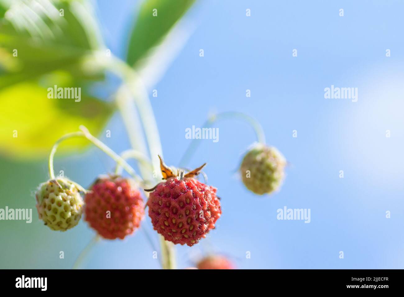 Fresh ripe red strawberry. Bush grow in the garden. Bio. Without chemistry and nitrates Stock Photo