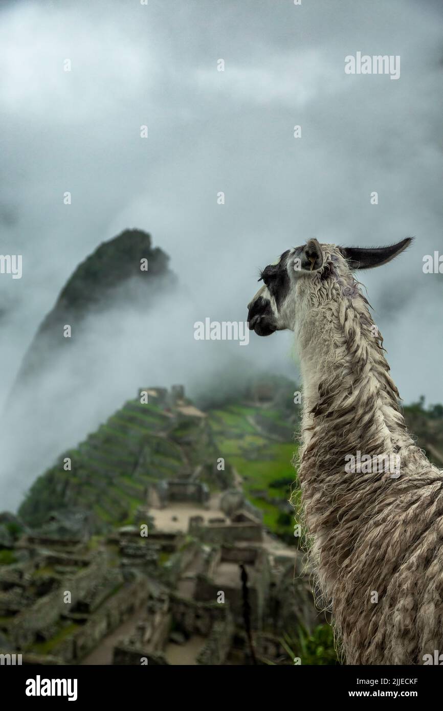 LLama and Machu Picchu Inca ruins, near Aguas Calientes, Cusco, Peru Stock Photo