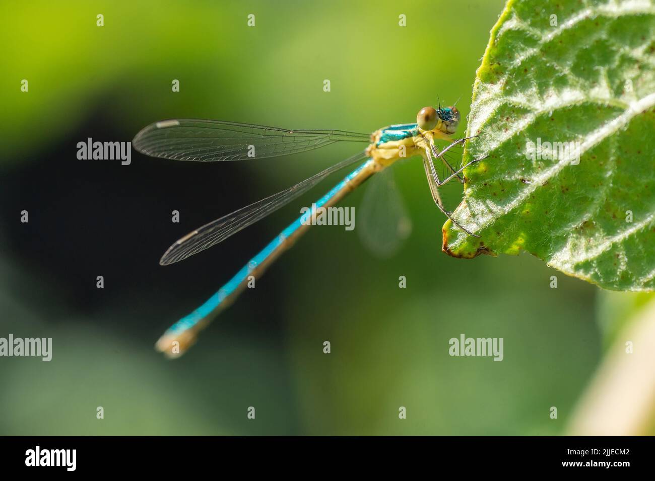 Emerald Damselfly or Common Spreadwing (Lestes sponsa Stock Photo - Alamy