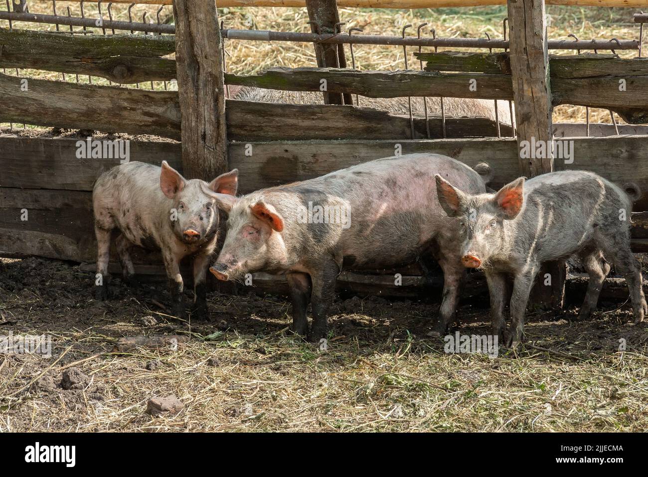 Pink pigs on the farm. Swine at the farm. Meat industry. Pig farming to