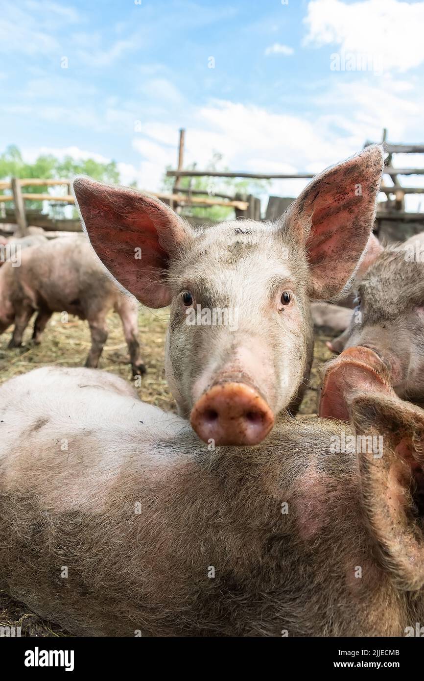 Pink pigs on the farm. Swine at the farm. Meat industry. Pig farming to