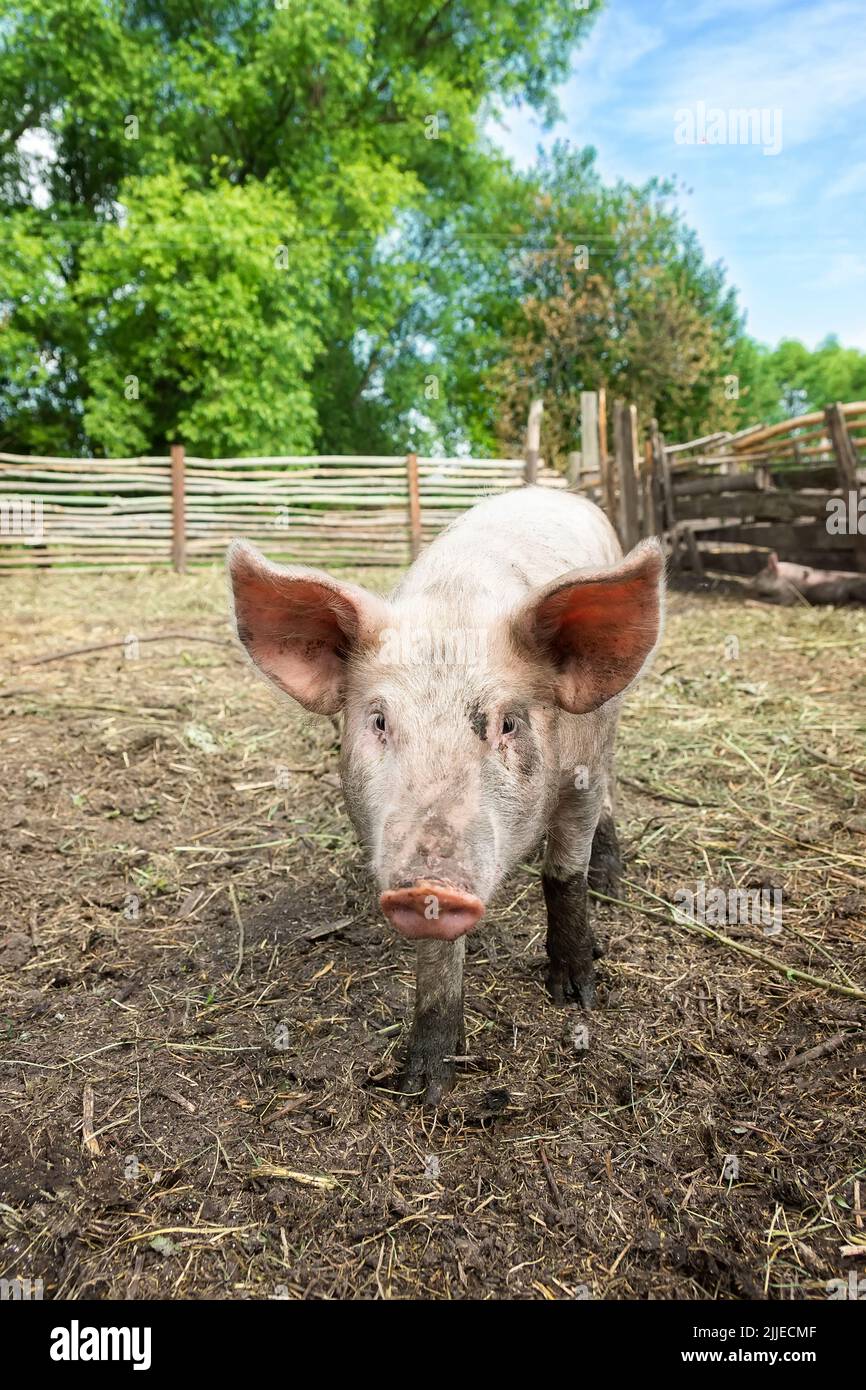 Pink pigs on the farm. Swine at the farm. Meat industry. Pig farming to
