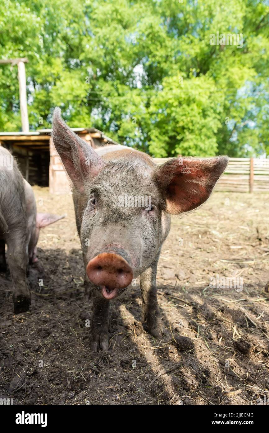 Pink pigs on the farm. Swine at the farm. Meat industry. Pig farming to