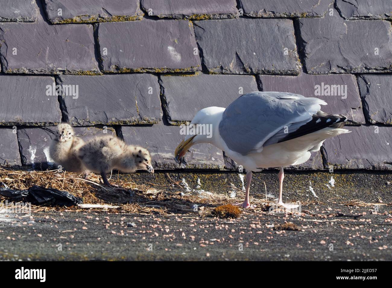 Adult Herring Gull, feeding its two young chicks (with fluffy down
