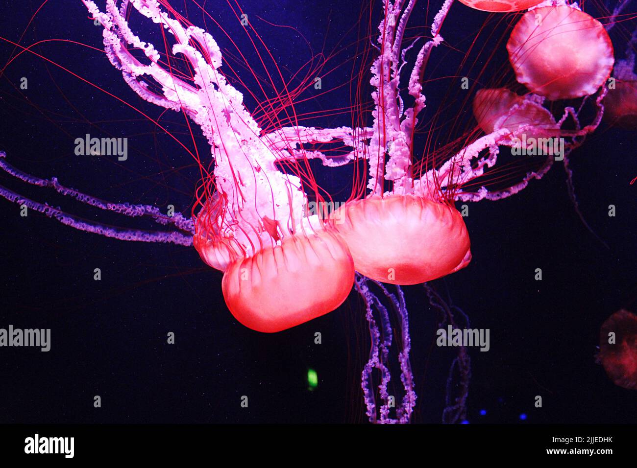 Jellyfishes in Aquarium, Dubai, UAE Stock Photo