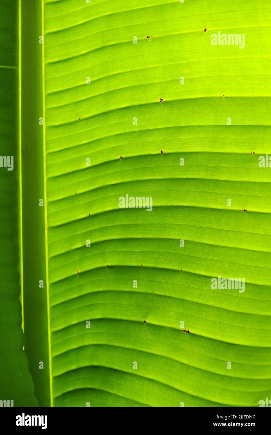light-shadow, banana leaf, green leaf, dessert bananas, Bananenblatt, Dessertbanane, Musa paradisiaca, banán Stock Photo