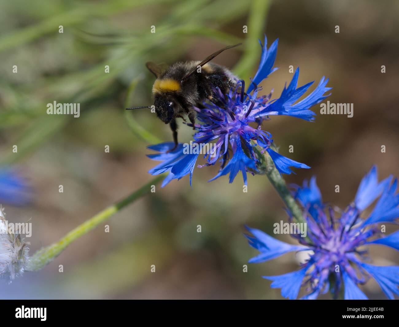 Bumblebee on a blue corn flower in summer Stock Photo