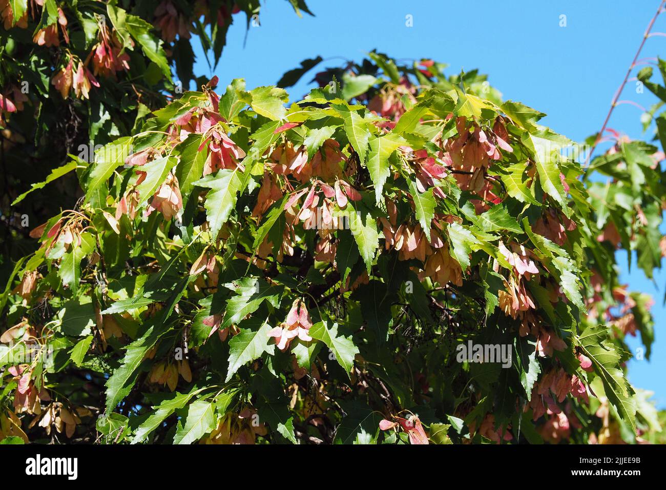 Erable de tartarie hires stock photography and images Alamy