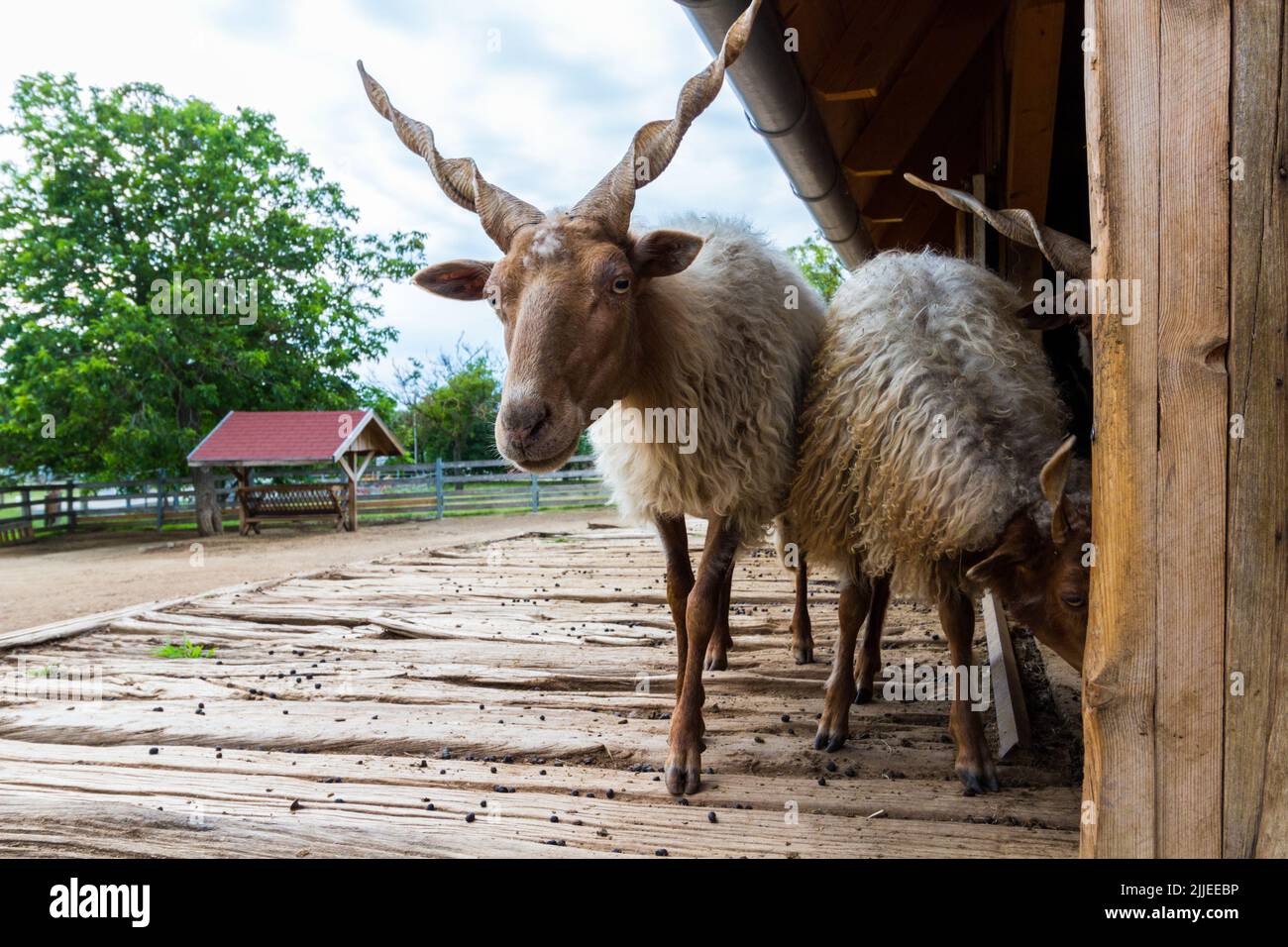 Hortobagy Racka Sheep (Ovis aries) with cut short wool, Radpuszta, Balaton, Balatonlelle, Hungary Stock Photo