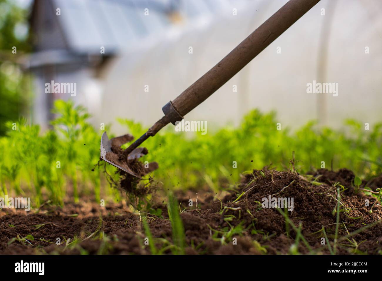 Weeding beds with agricultura plants growing in the garden. Weed and