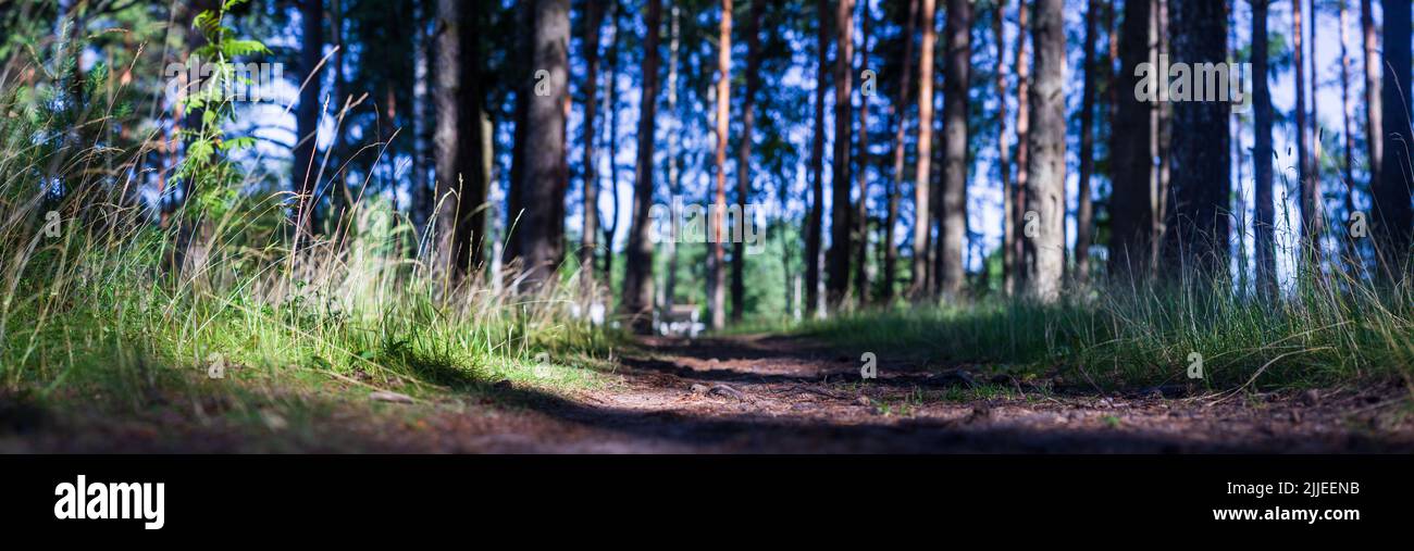 Forest path close-up with cones and roots. Low point of view in nature landscape. Blurred nature background. Park low focus depth. Ecology environment Stock Photo