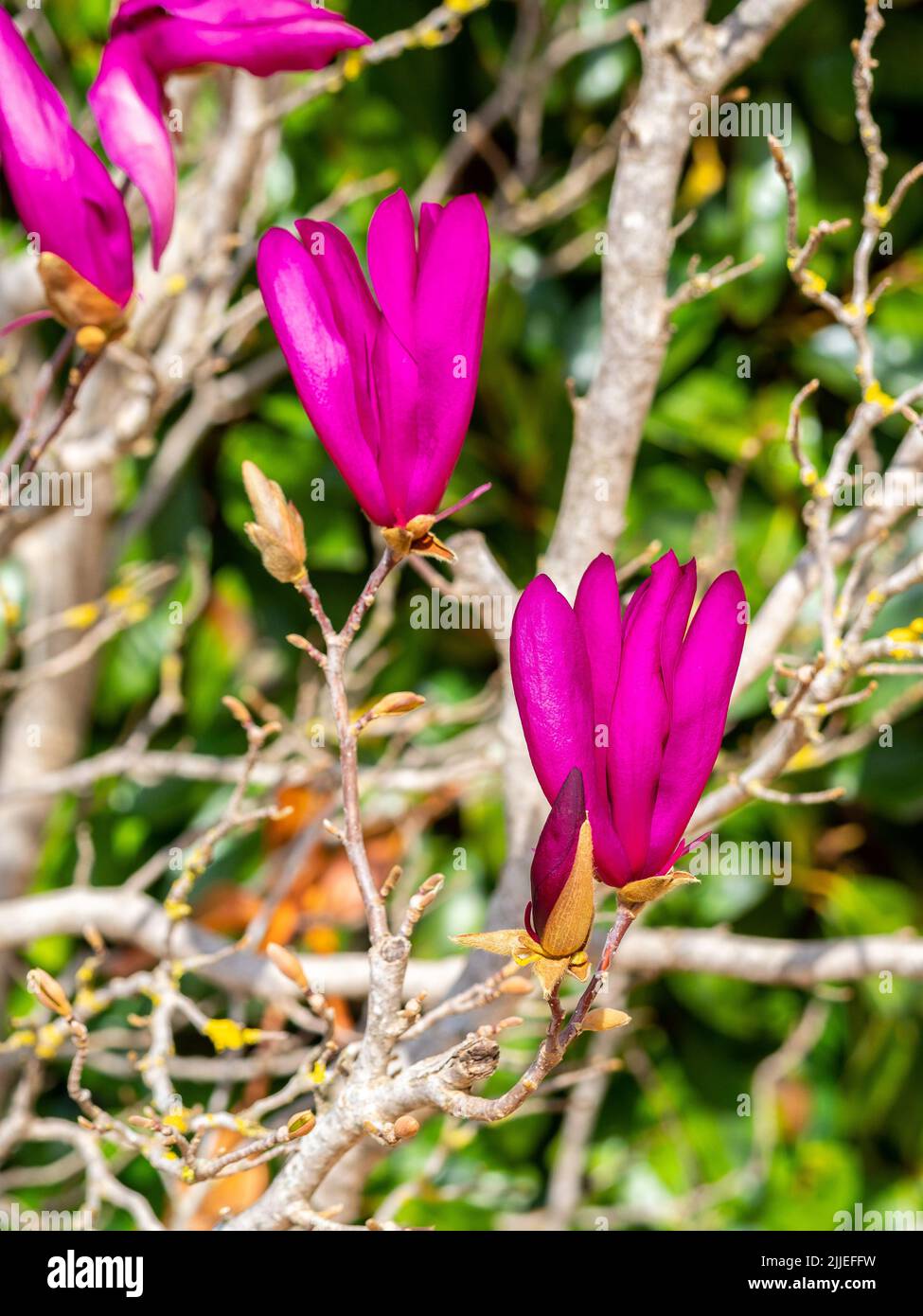 selective focus of Magnolia Soulangeana Susan flowers in a garden with blurred background Stock Photo