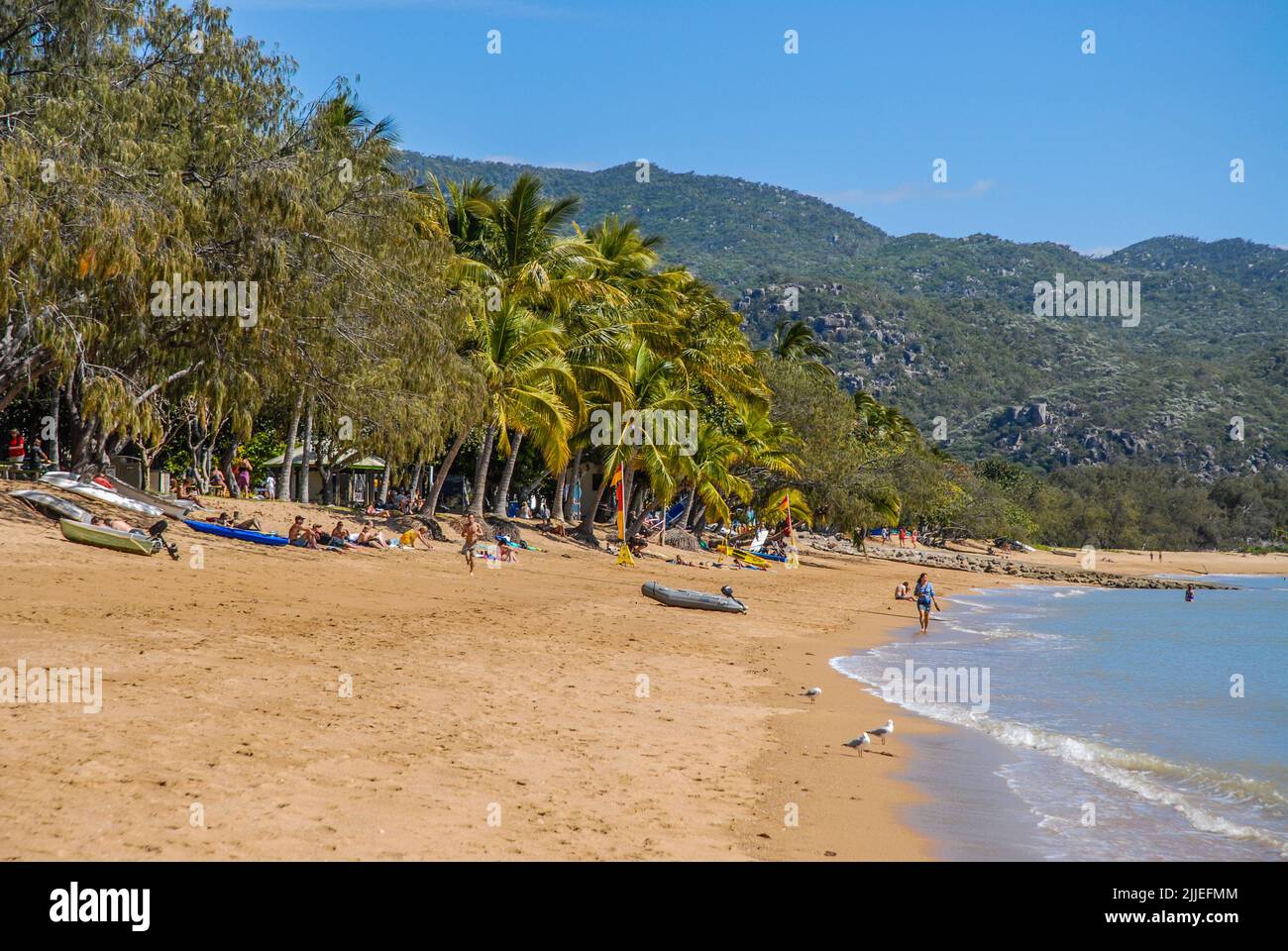 Palm fringed beach at Horseshoe Bay, Island, Queensland