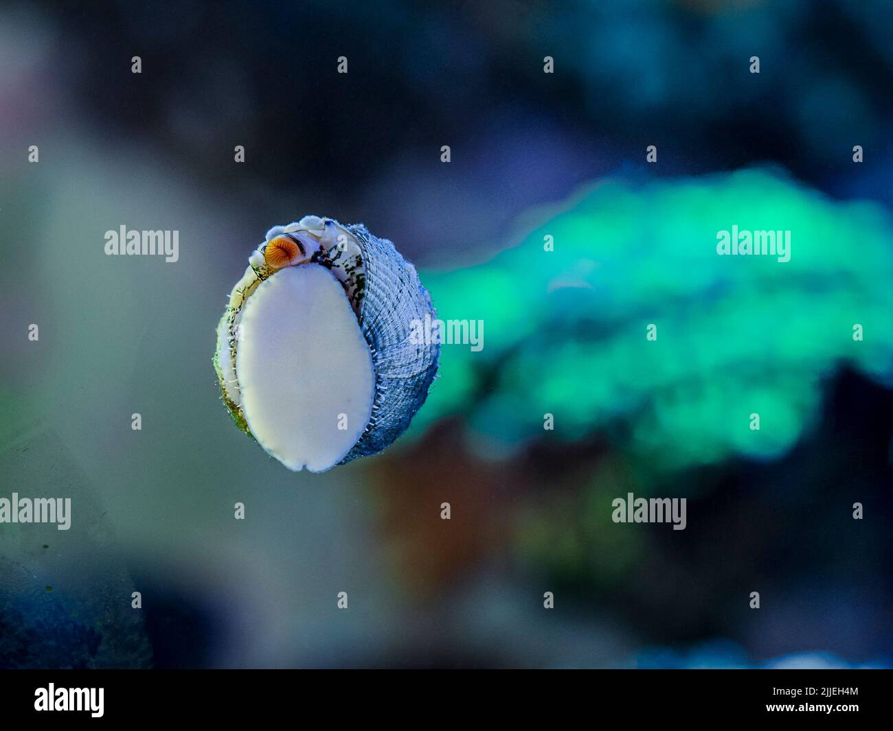 trochus histrio snail eating algae on the glass of an reef aquarium with blurred background Stock Photo