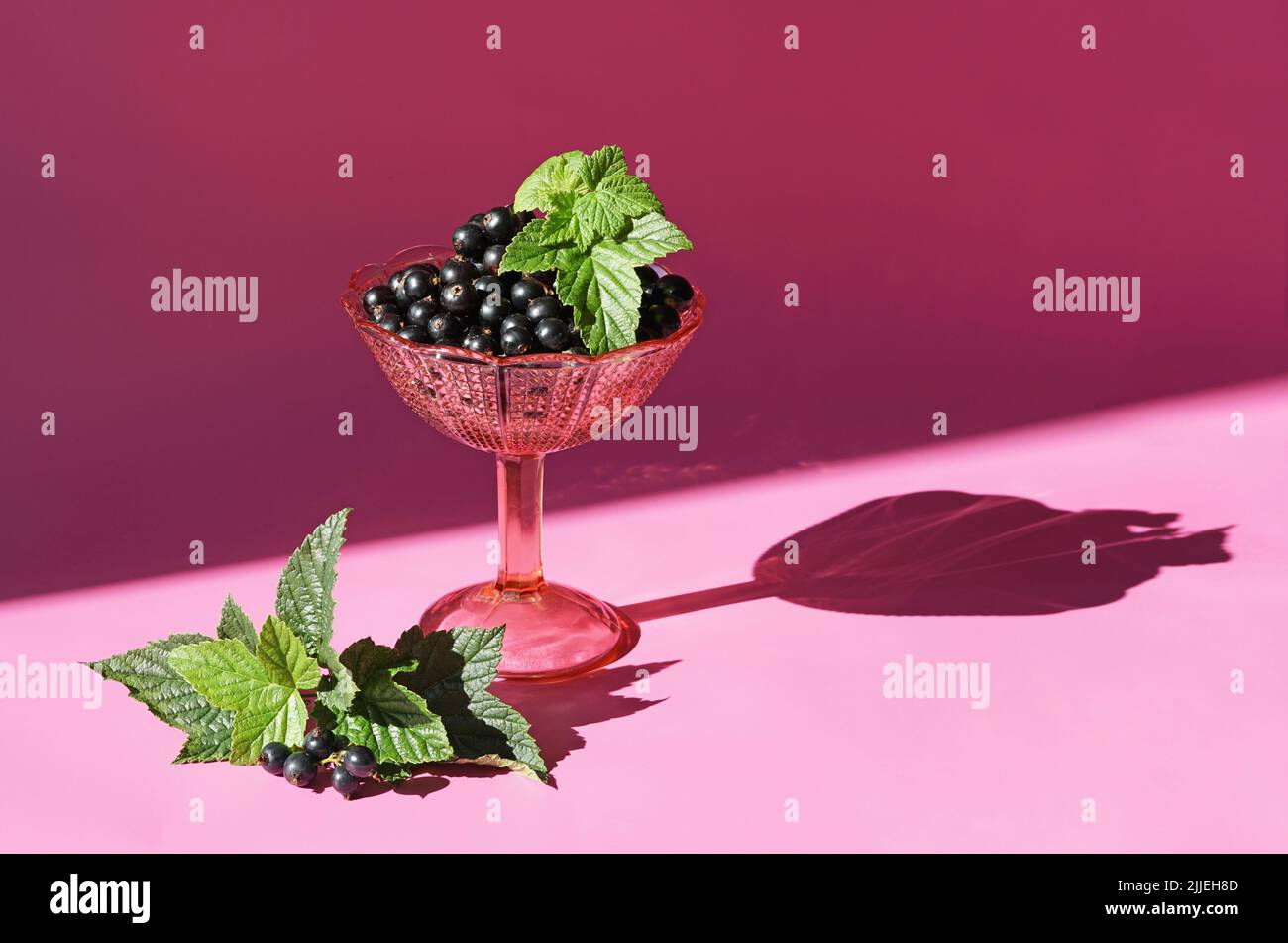 Fresh black currant in a glass pink cup. Hard light, pink background Stock Photo