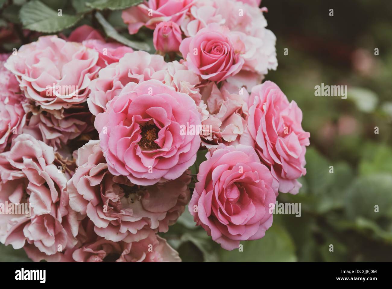 High Pink Roses Blooming pink roses in hi-res stock photography and images - Alamy