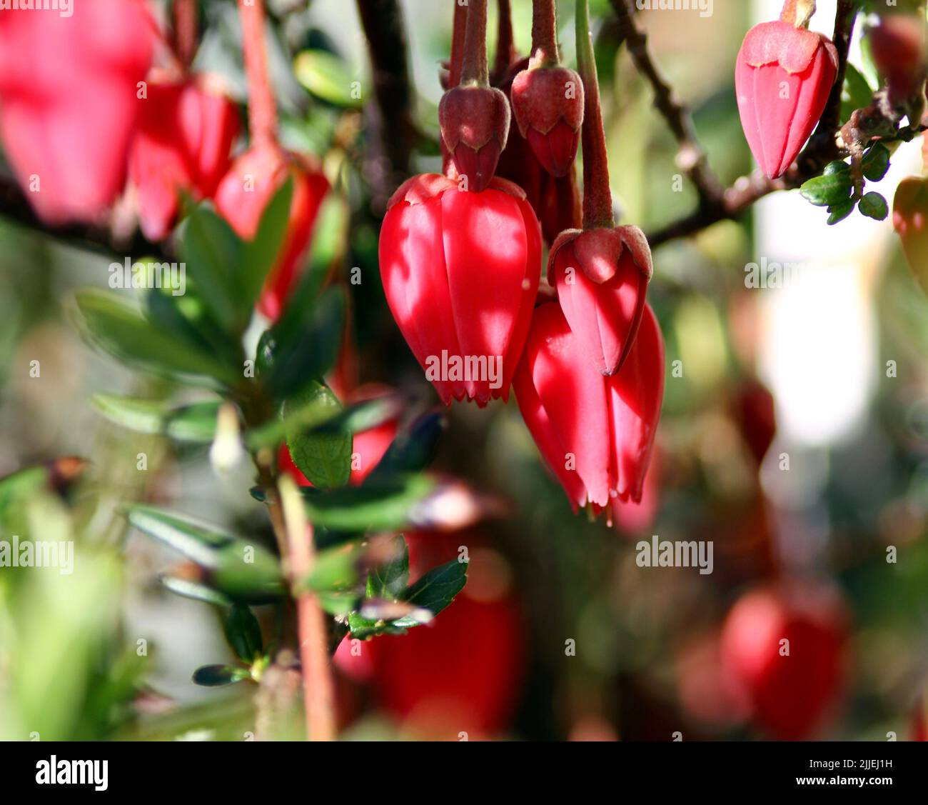 A view of the Chilean lantern tree Stock Photo