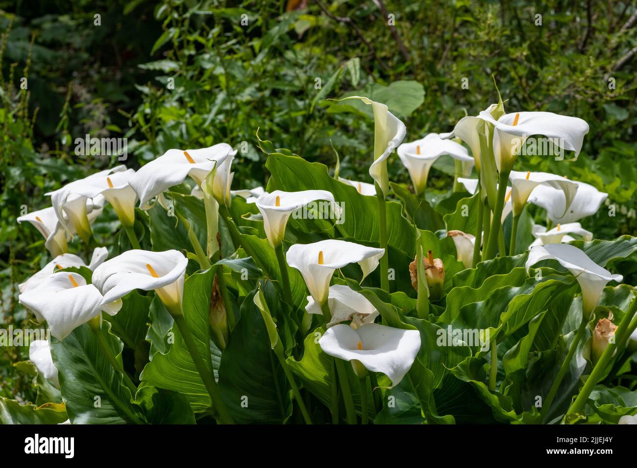 Close up of calla lily (zantedeschia aethiopica) flowers in bloom Stock Photo
