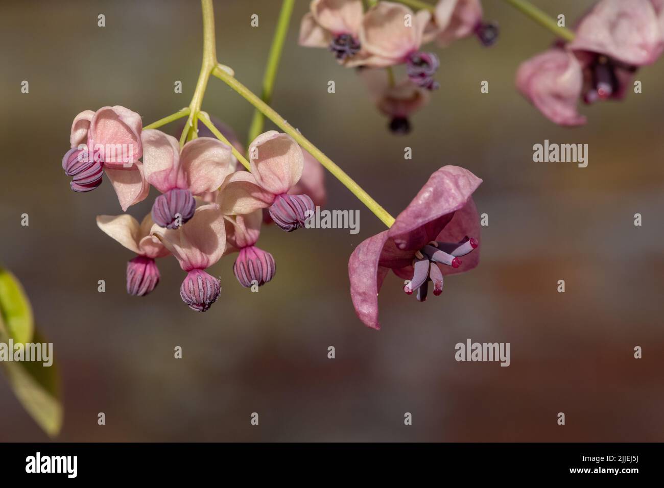 Close up of flowers on a chocolate vine (akebia quinata) plant Stock ...