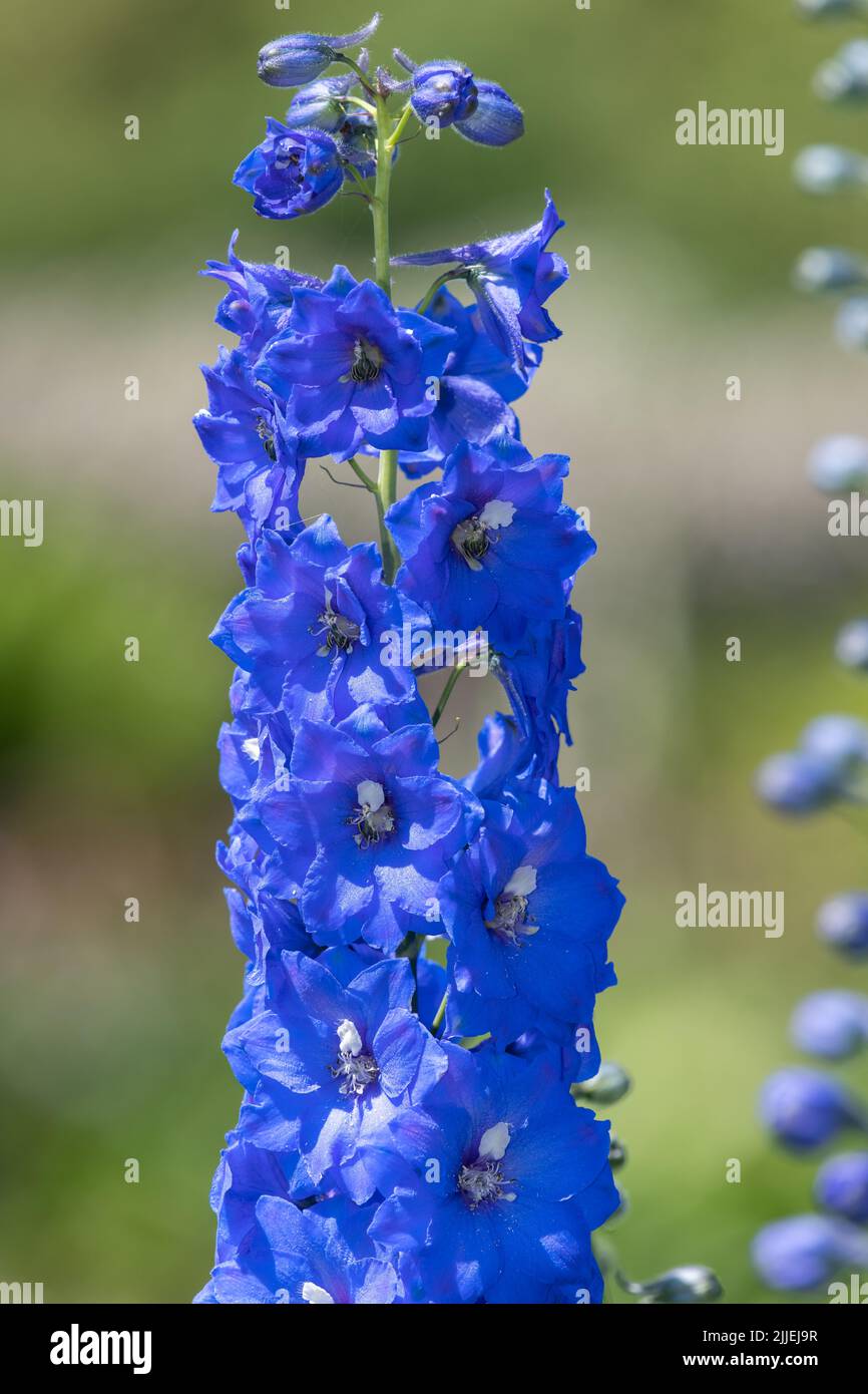 Tall larkspur candle delphinium hi-res stock photography and images - Alamy