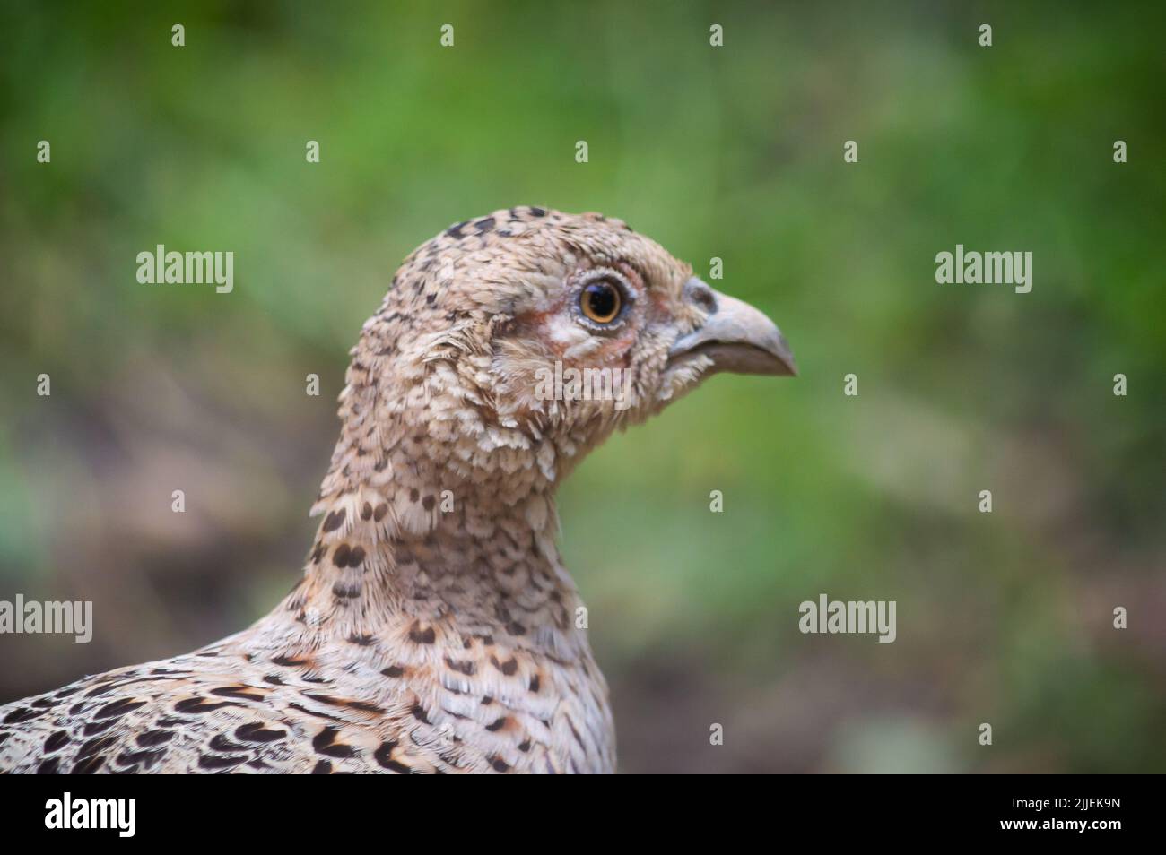 Female pheasant head walking outdoors. Stock Photo