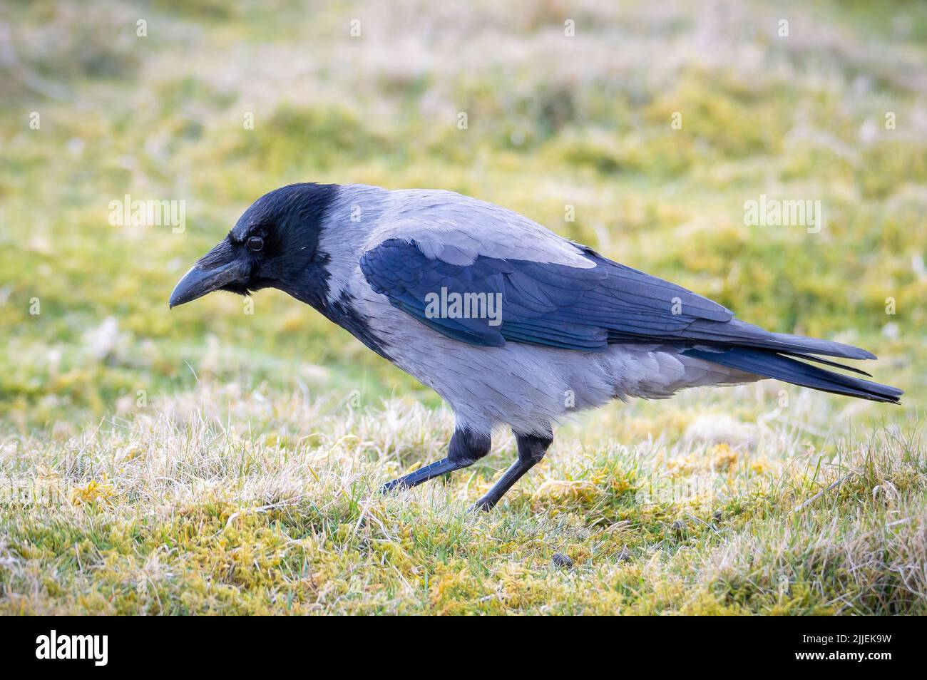 Hooded crow scavenging for food in grassland. Stock Photo