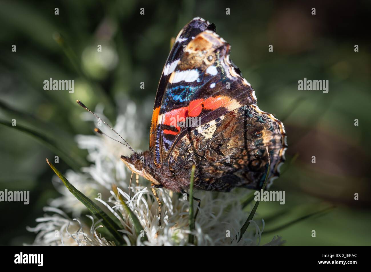 Red Admiral with its wings up viewed from the side. Stock Photo