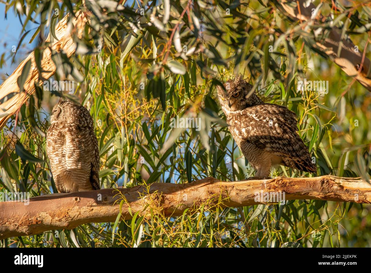 A cute pair of owls sitting on a tree branch under the sun Stock Photo ...