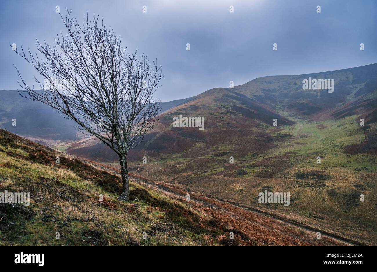 A Lone Tree In A Bleak Windswept Valley In The Scottish Borders Stock Photo