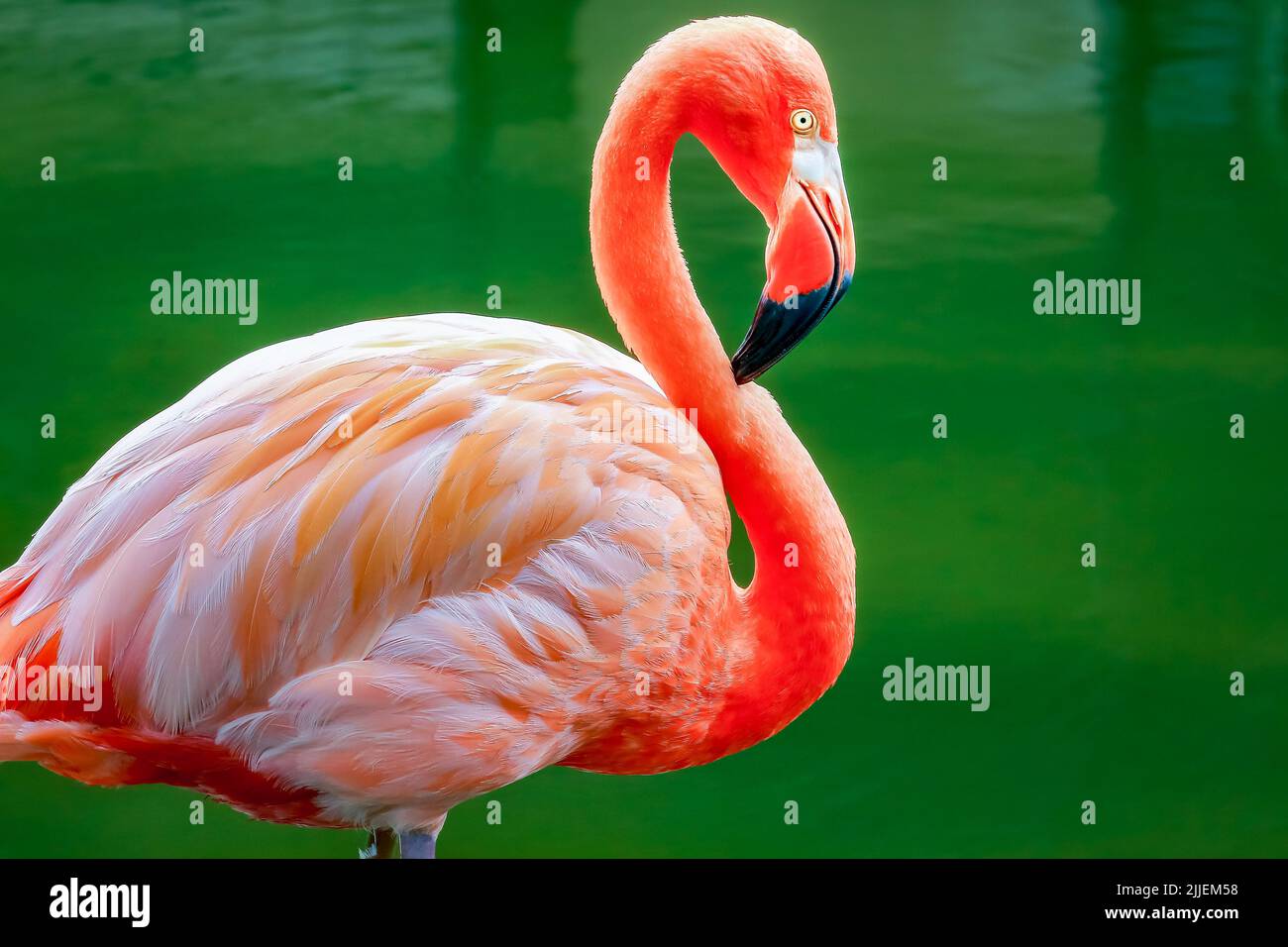 One colorful pink flamingo on the water in Aruba, Caribbean Stock Photo ...