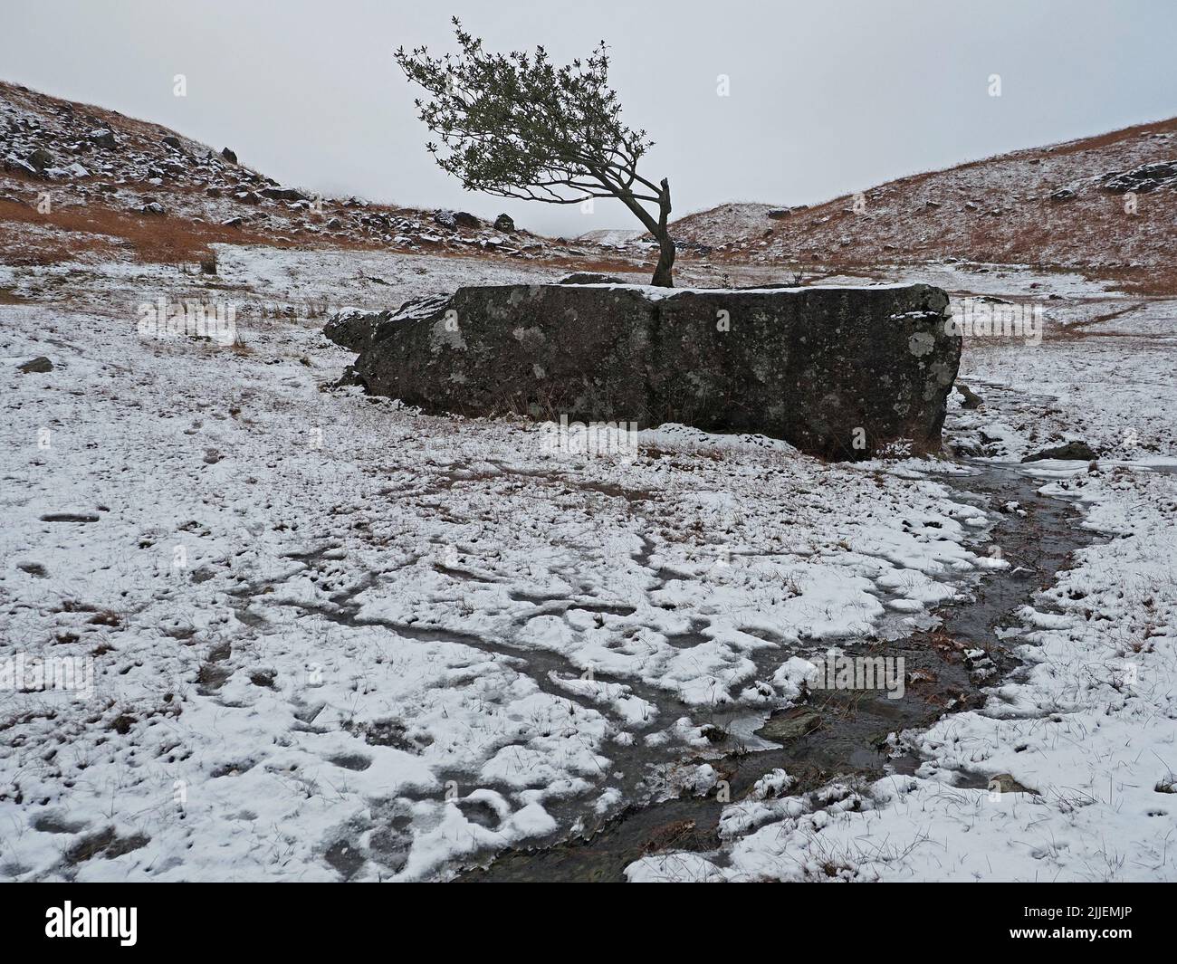 Wintry lone Holly tree (Ilex aquiifolium) growing in crevice in large boulder in snowy hills near Easedale Tarn above Grasmere,Cumbria,England, UK Stock Photo