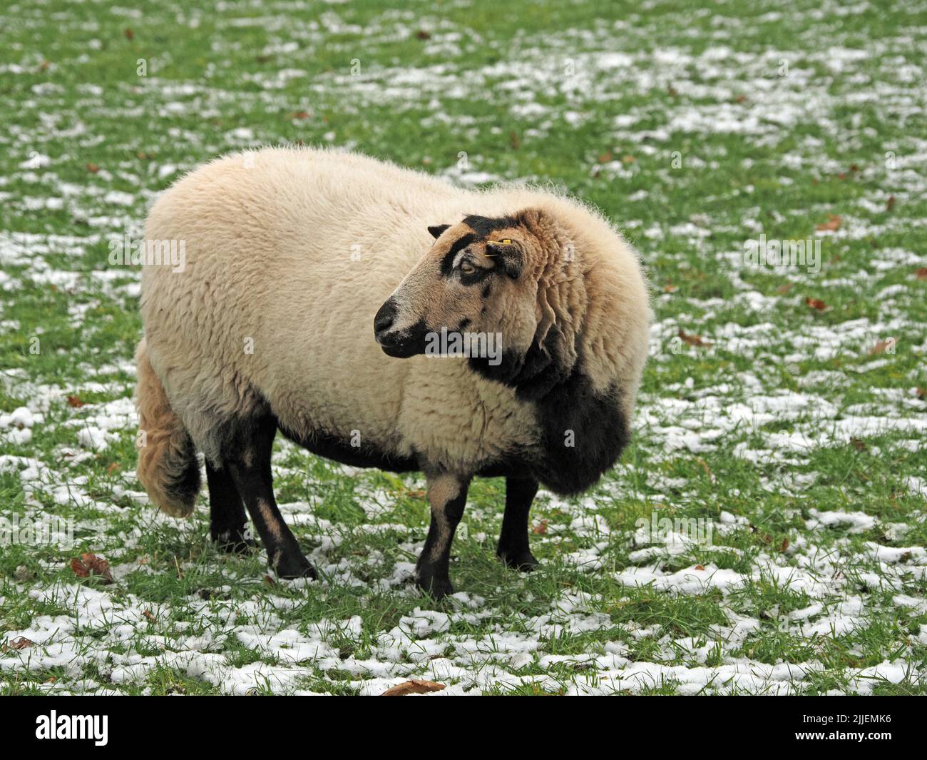 female white Badger Face Welsh Mountain sheep ewe grazing in snowy field at Grasmere,Cumbria,England, UK Stock Photo