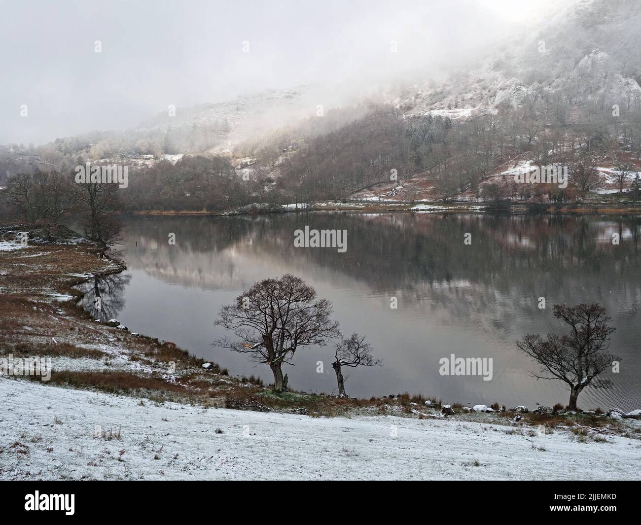 iconic bare Alder trees (Alnus glutinosa),on shore of Rydal Water in snowy winter weather nr Grasmere, Cumbria, England, UK Stock Photo