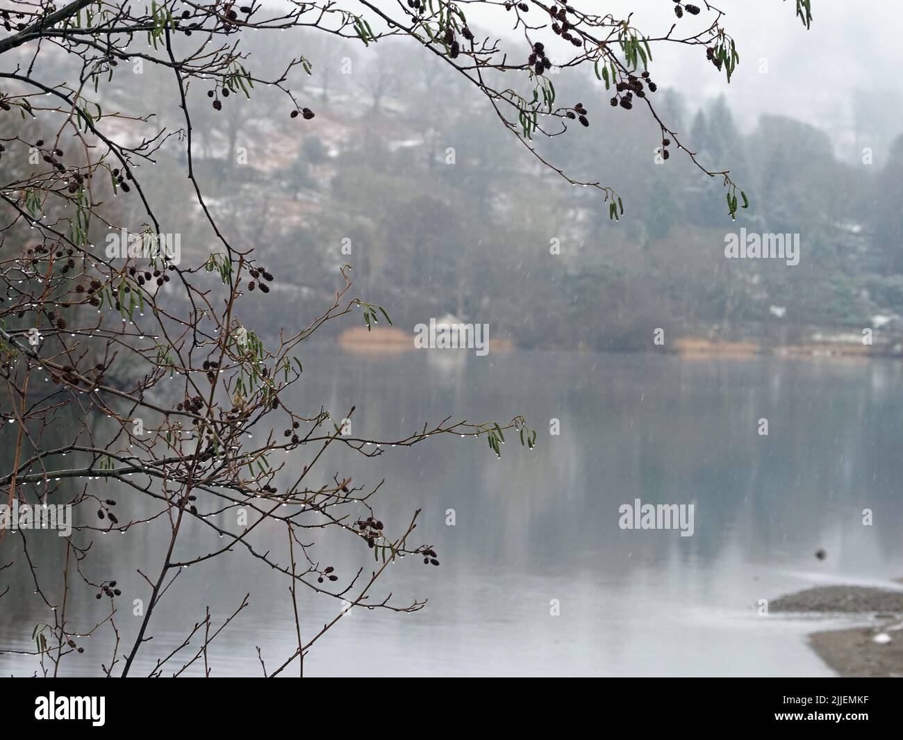 catkins & cones of Alder Tree (Alnus glutinosa) in foreground looking across Rydal Water to boathouse on far side in snow-storm - Cumbria,England, UK Stock Photo