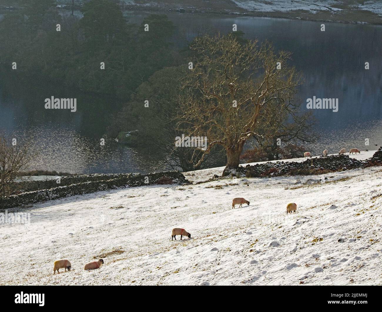 sheep grazing in snowy field after Winter storm above Rydal Water ,Cumbria,England, UK Stock Photo