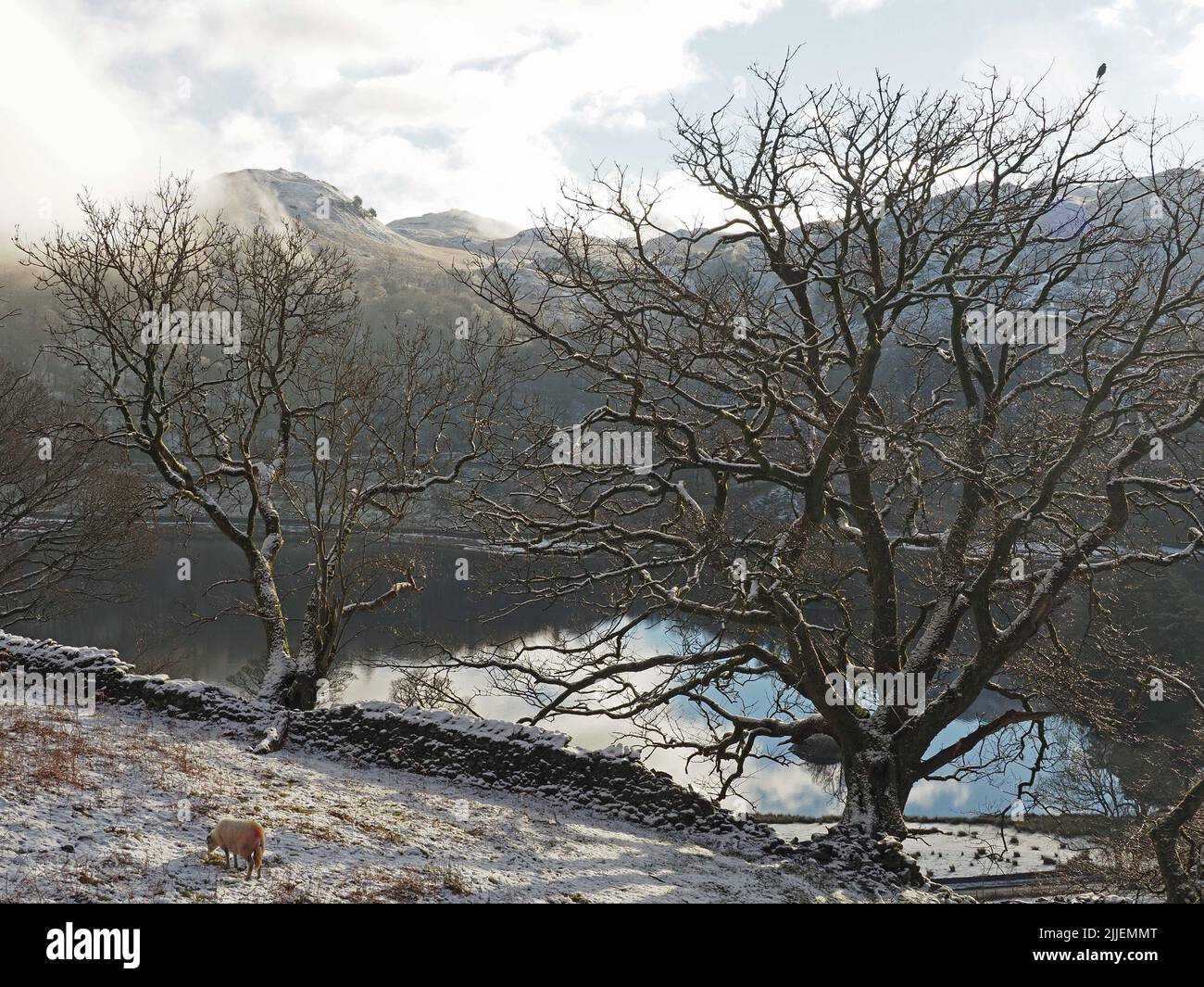 Winter trees and snowy fields with grazing sheep above Rydal Water with clearing clouds above distant lakeland fells - Cumbria,England, UK Stock Photo