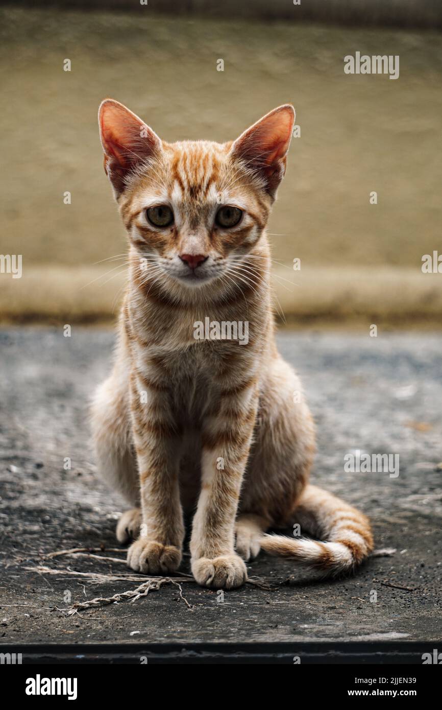A vertical shot of a cute ginger cat sitting on the ground Stock Photo ...
