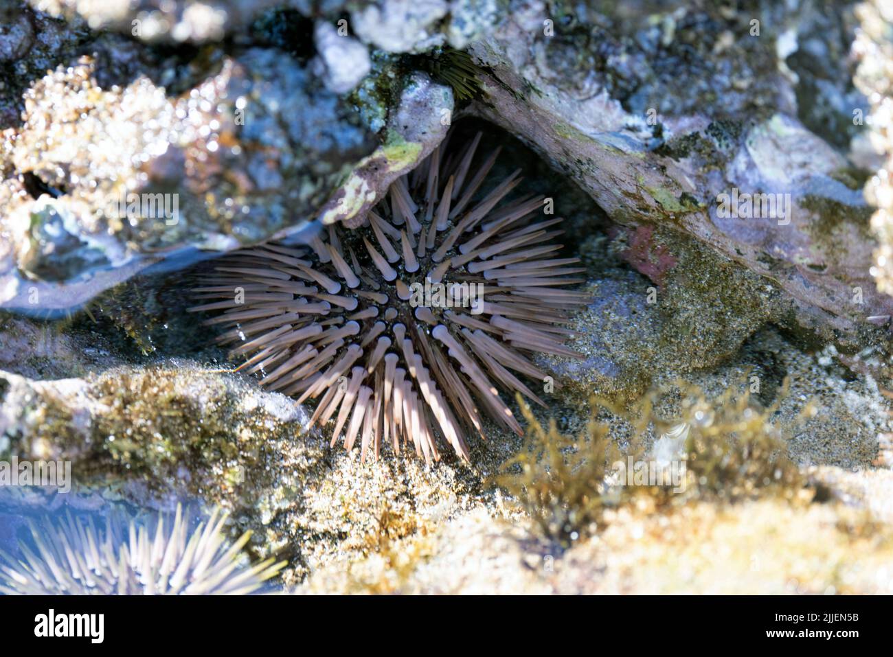 Atlantic boring sea urchin, rock-boring urchin (Echinometra lucunter), in a tidal pool, USA, Hawaii, Maui, Kiehi Stock Photo
