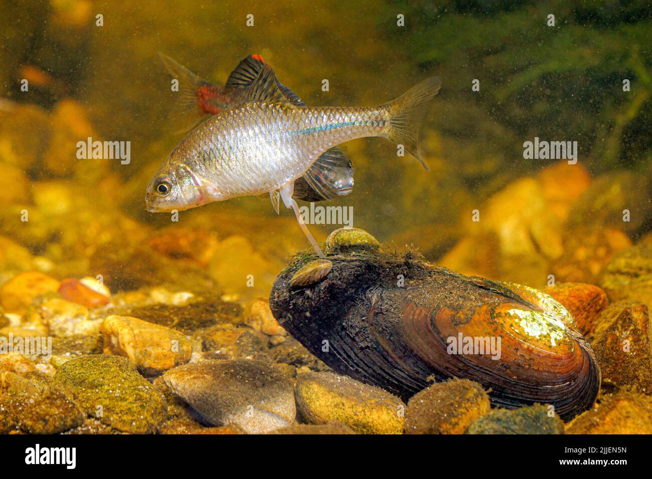 bitterling (Rhodeus amarus, Rhodeus sericeus, Rhodeus sericeus amarus), female spawning into a painter's mussel, with male in the background, Germany Stock Photo