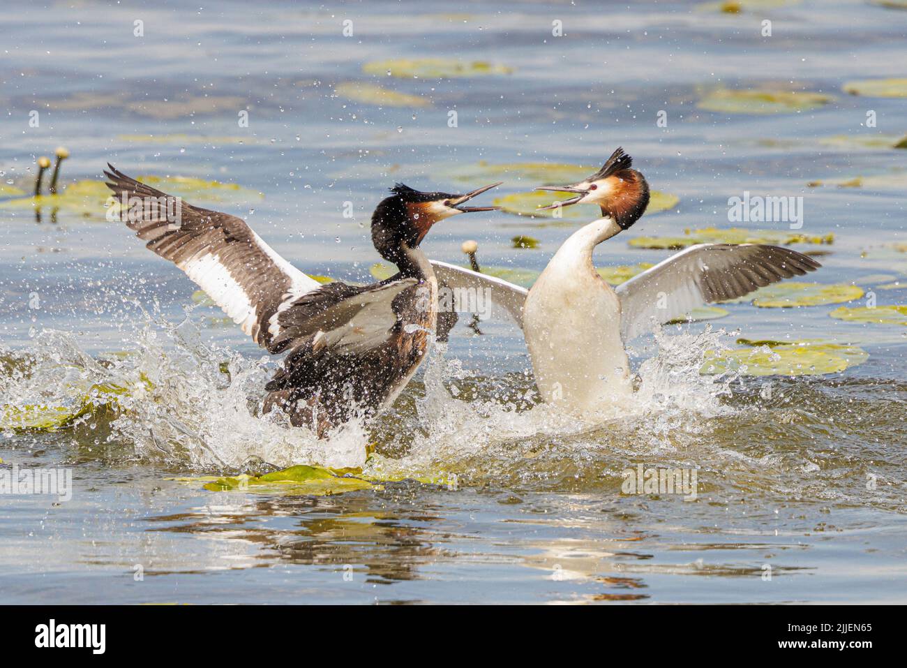 great crested grebe (Podiceps cristatus), territorial fighting males in the water, Germany, Bavaria Stock Photo