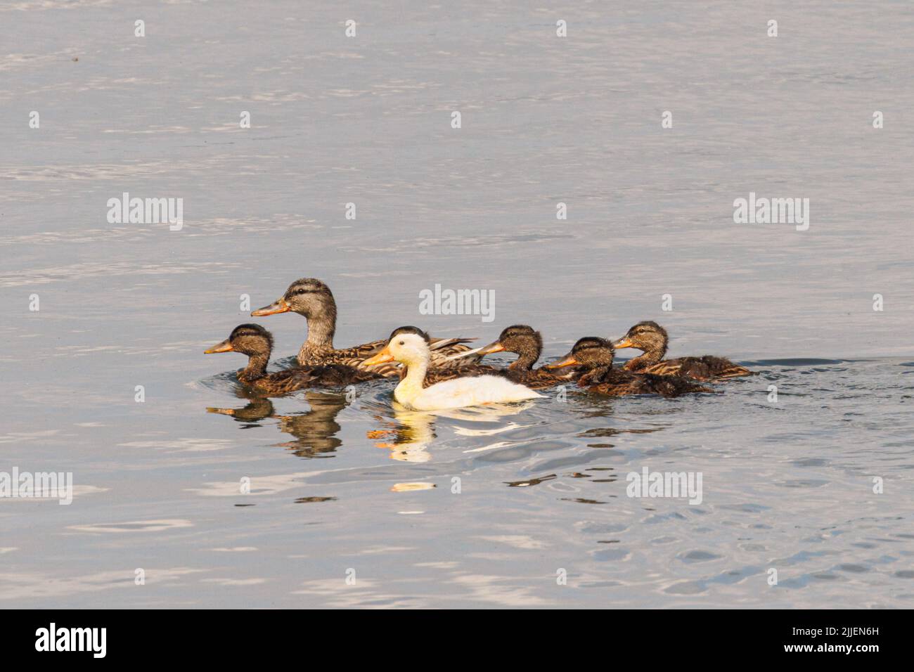 mallard (Anas platyrhynchos), female with chicks, one of them missing colours or adopted, Germany, Bavaria, Speichersee Stock Photo