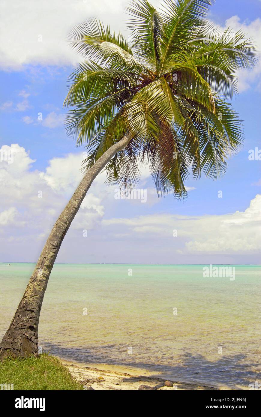 palm tree on the beach of Bora Bora, French Polynesia Stock Photo